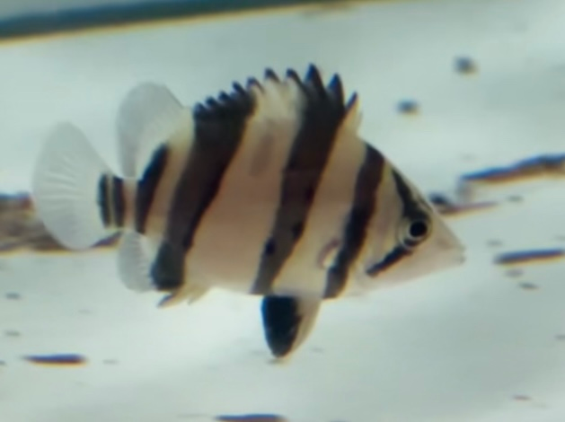 ダトニオリアルバンド 極美ホワイトイエロー 5cm！② | ペットレーダー 