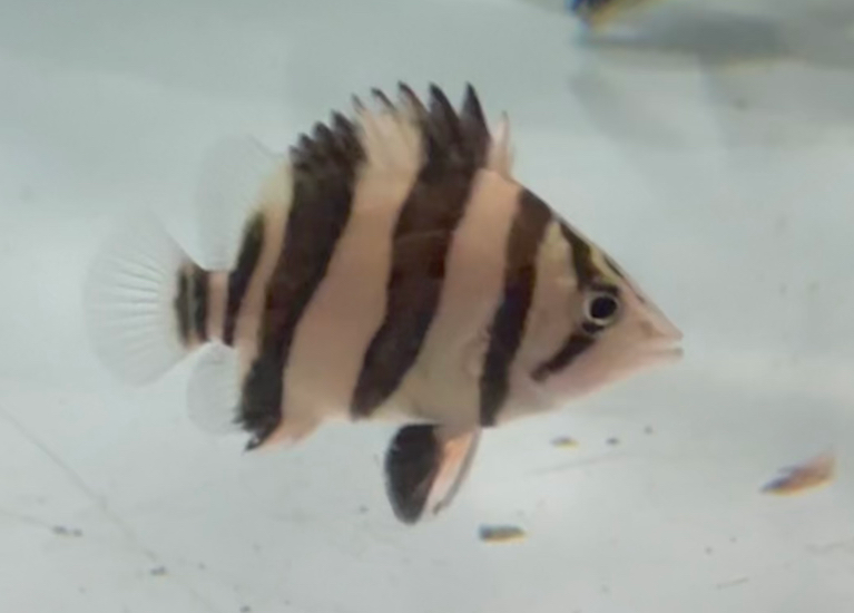 ダトニオリアルバンド 極太シャムタイガーバンド 6cm② | ペットレーダー