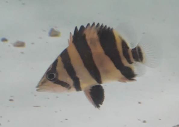 ダトニオリアルバンド 極太 センターバンド 4cm ① | ペットレーダー