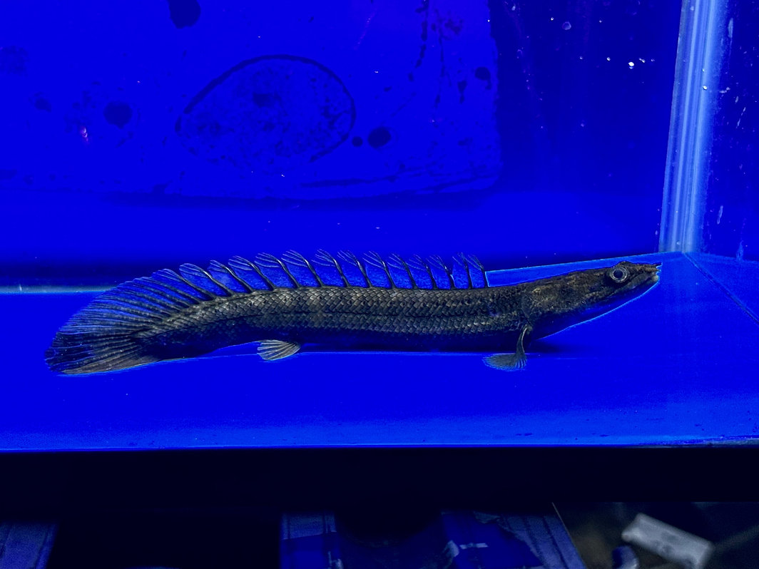 激レア 黒変ビキールラプラディ 16cm | ペットレーダー