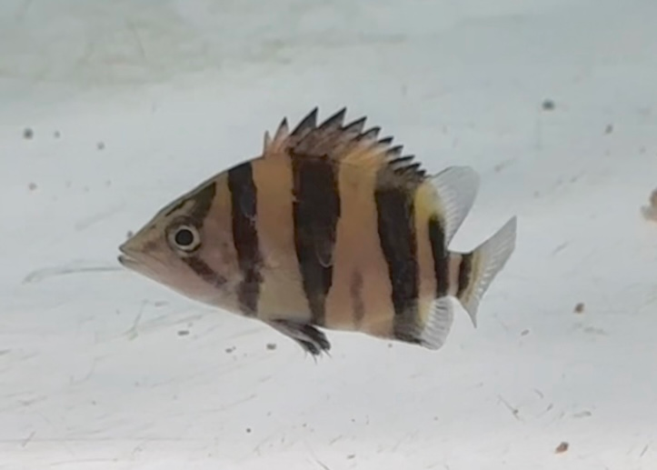 ダトニオリアルバンド 超極太センターバンド 4cm | ペットレーダー