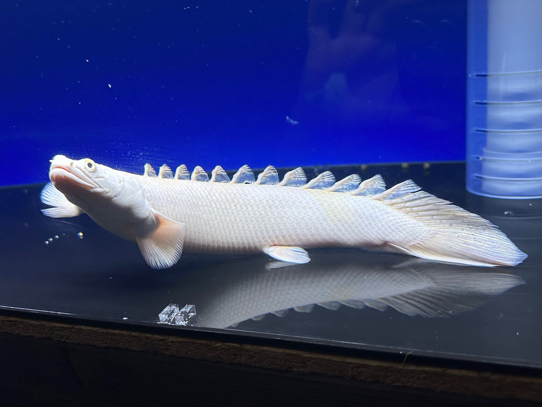 魚類、水生生物 プラチナエンドリケリー 扁平顔