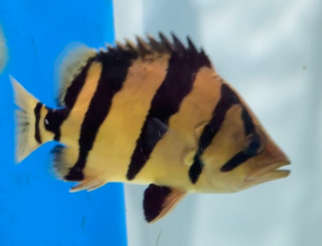 ダトニオリアルバンド 極美ホワイトイエロー 5cm！② | ペットレーダー